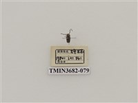 藏品(鞘翅目(2))的圖片